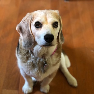 Fundraising Page: Brittany Ferraro